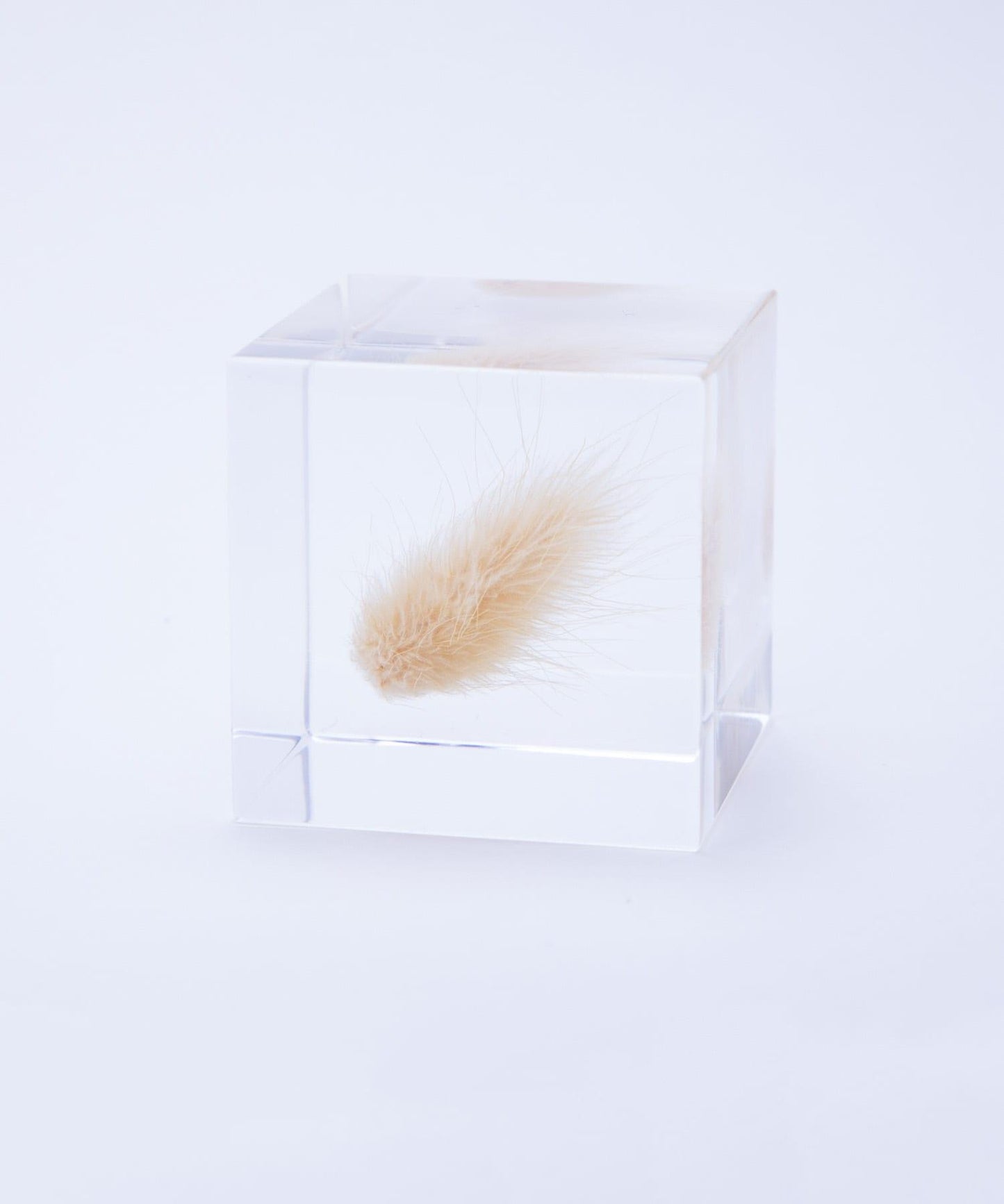 sola 兔尾草