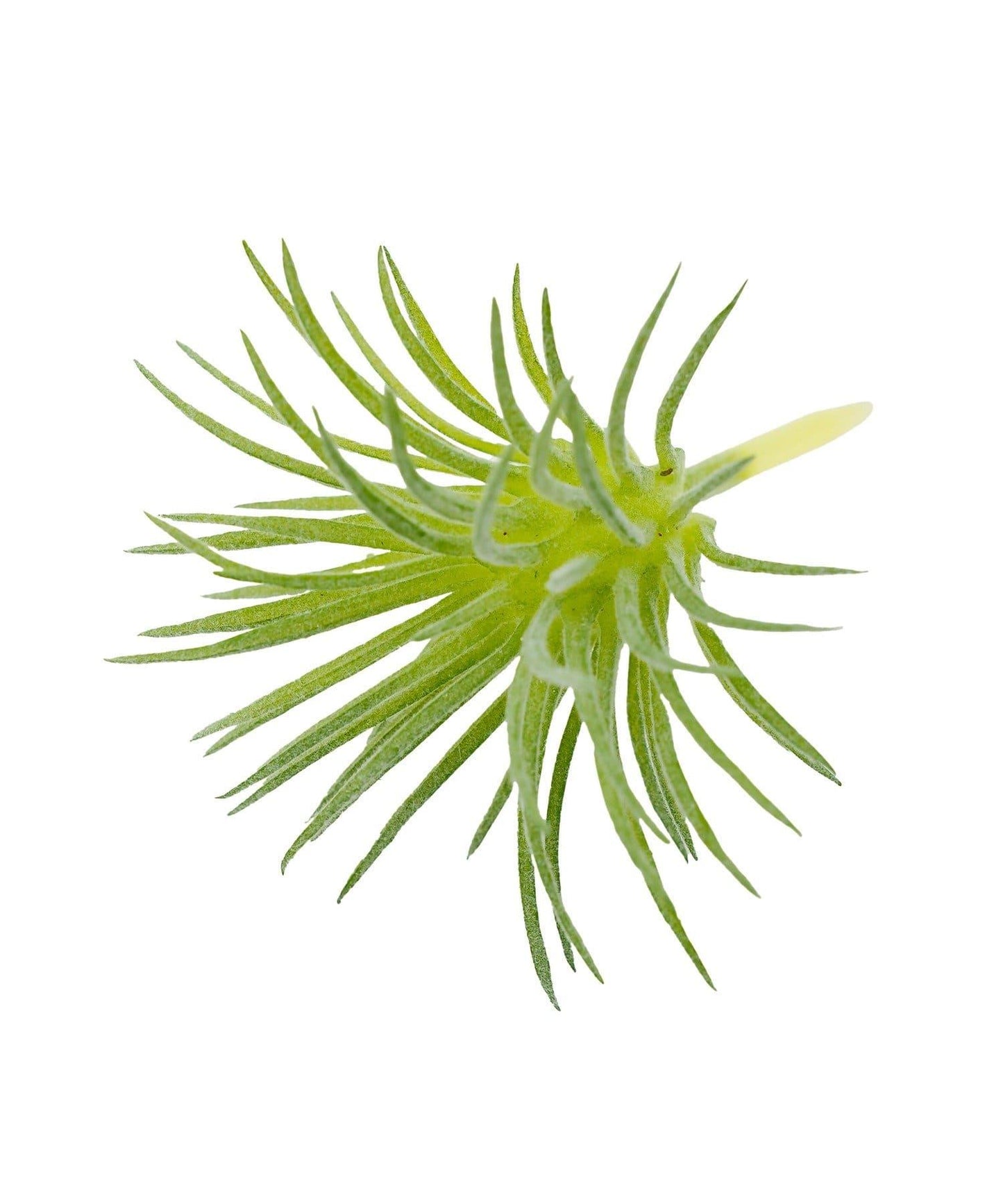 仿真多肉裝飾插枝