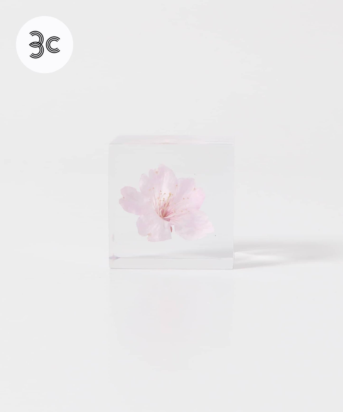 sola 大寒櫻