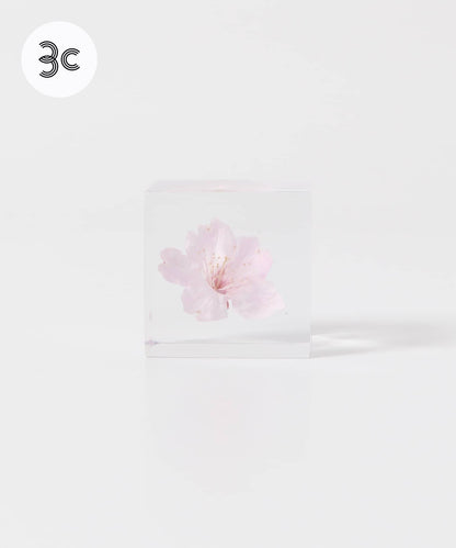 sola 大寒櫻