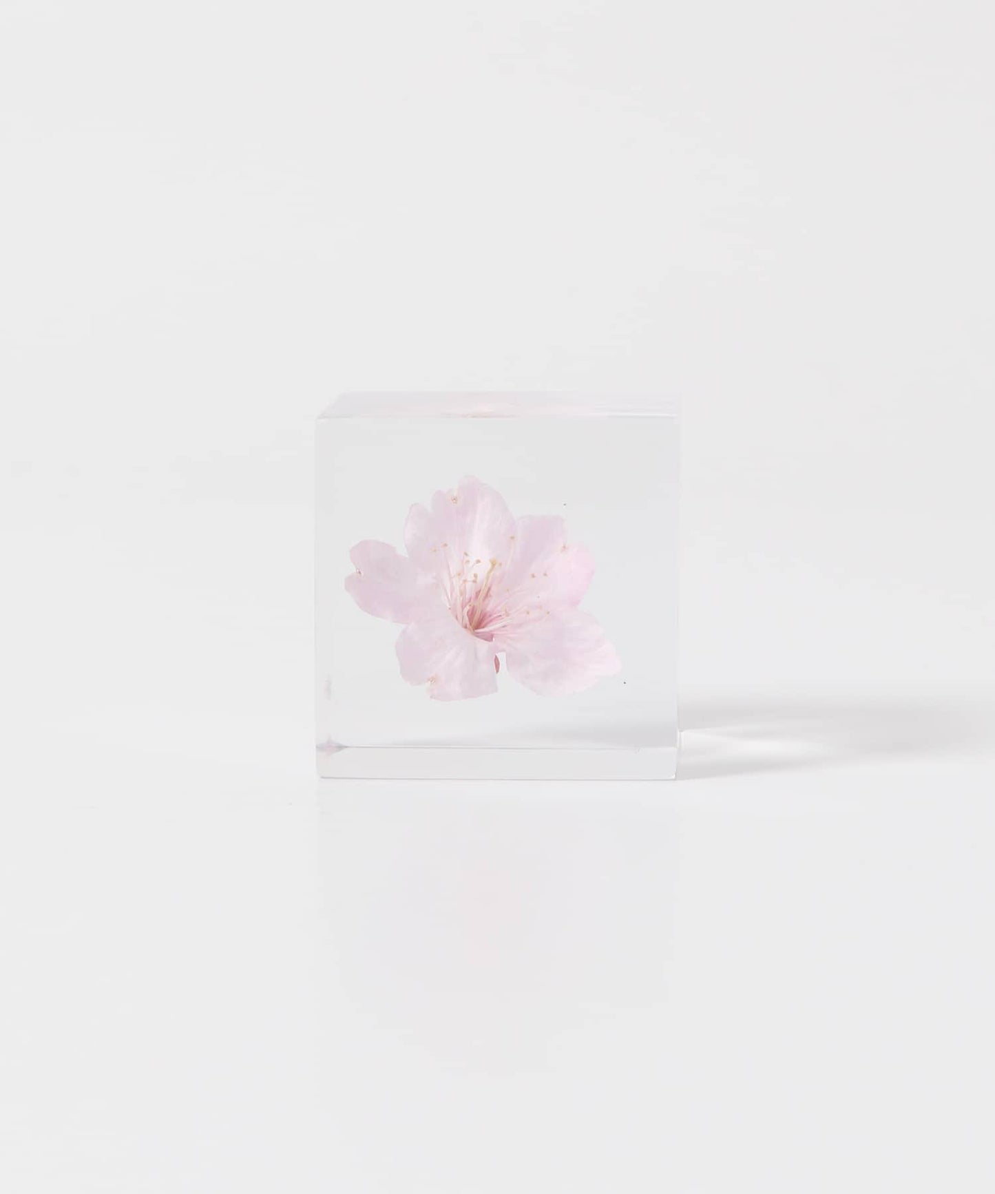 sola 大寒櫻