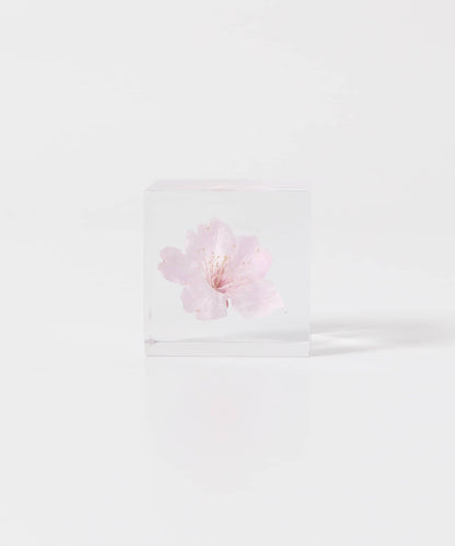 sola 大寒櫻