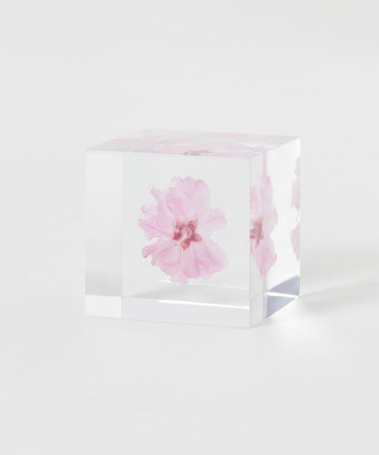 sola 八重紅枝垂
