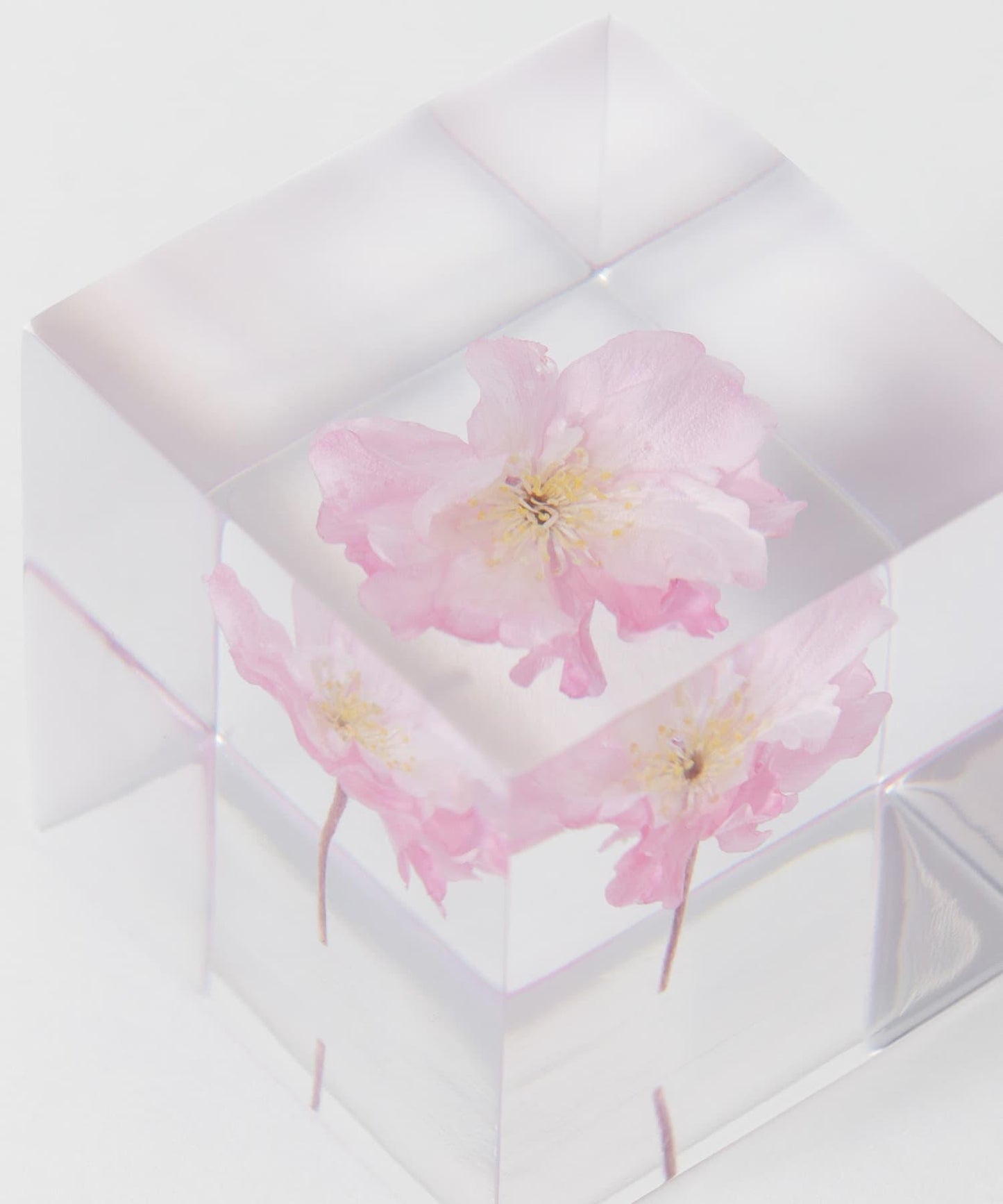 sola 八重紅枝垂
