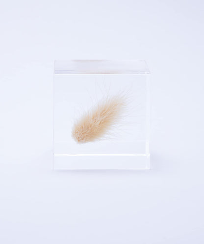 sola 兔尾草