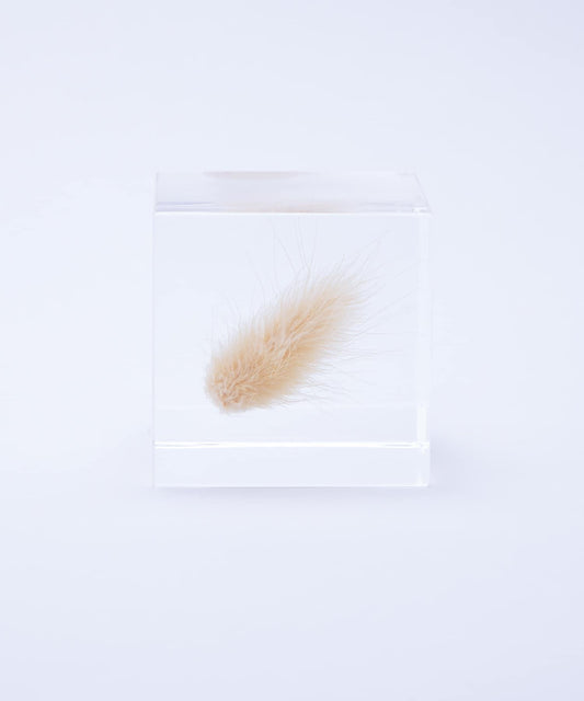 sola 兔尾草