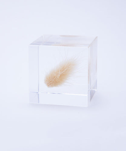 sola 兔尾草