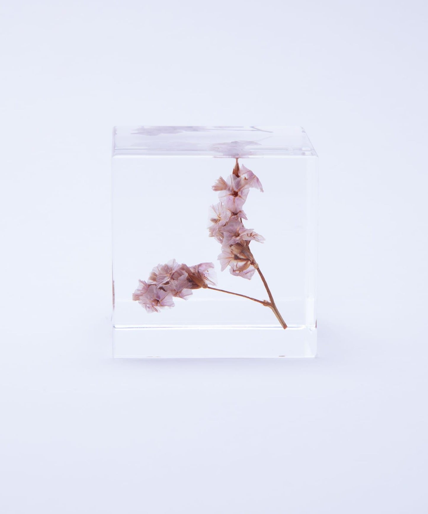 sola 夏日櫻桃