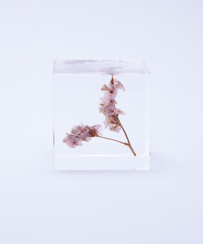 sola 夏日櫻桃