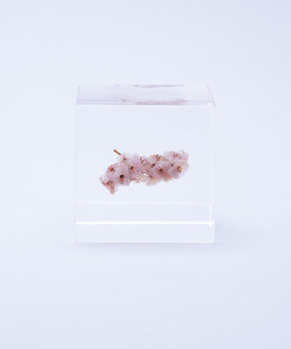 sola 夏日櫻桃