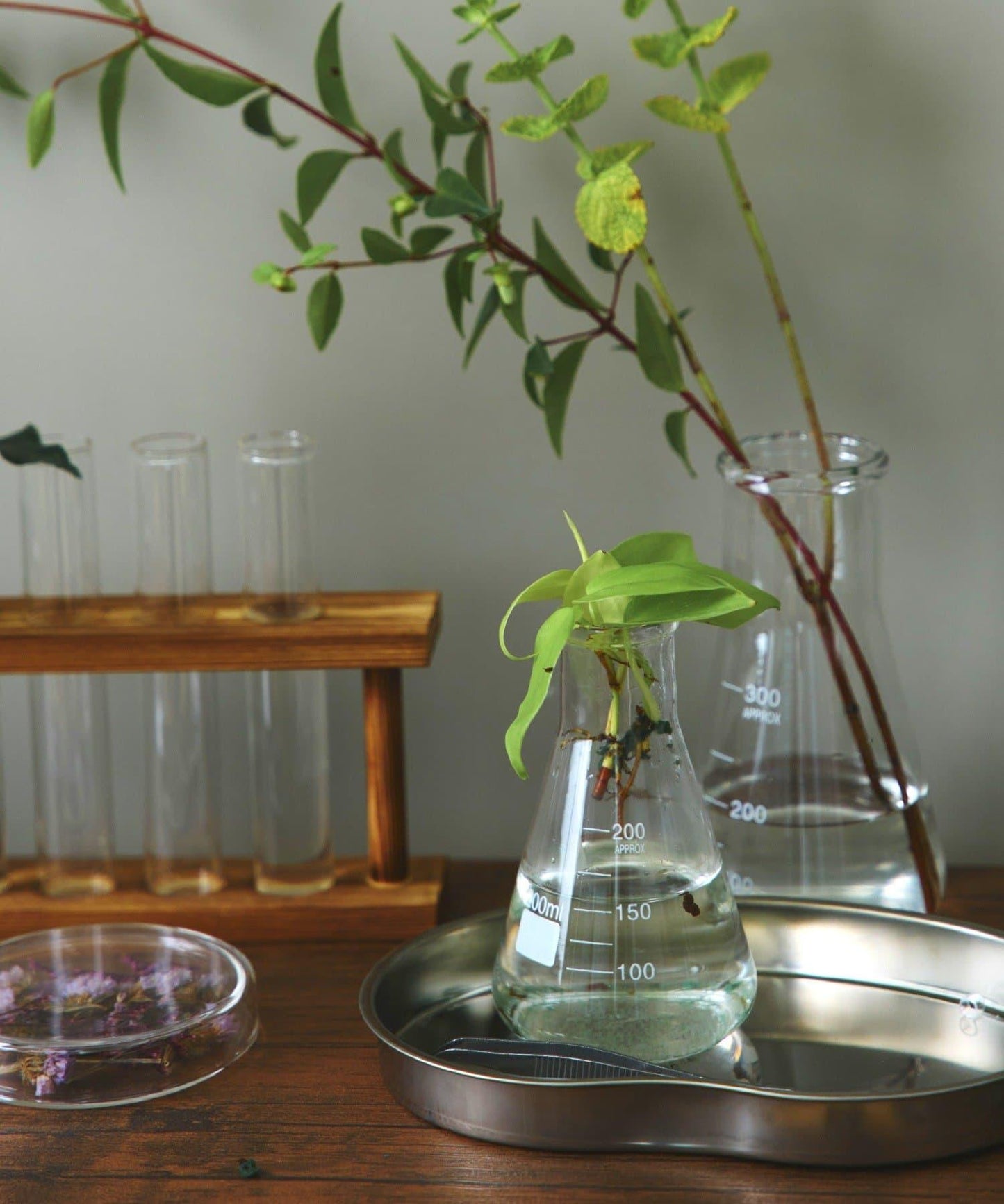 廣口燒瓶：300ml/SCIENCE