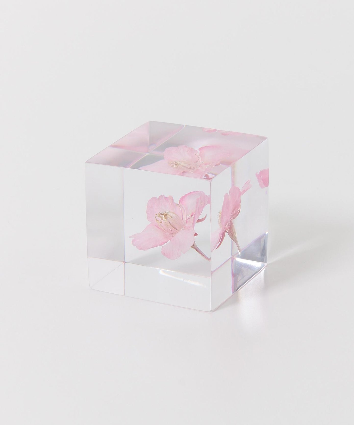 sola 河津櫻