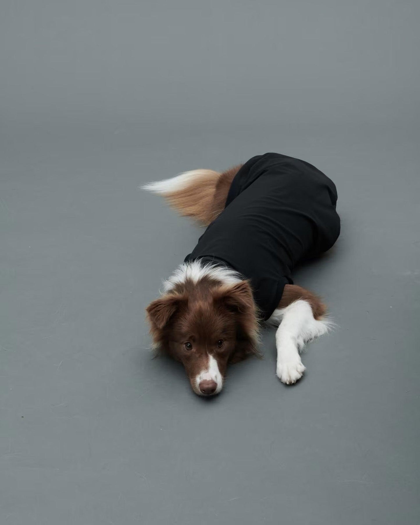 Gris ROB SWEAT衛衣