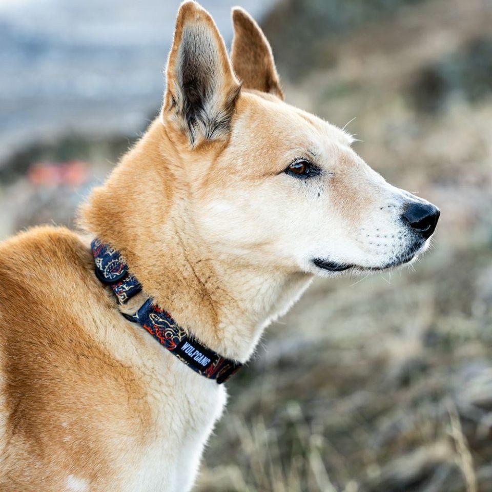 WOLF GANG SandFlats Collar 寵物項圈