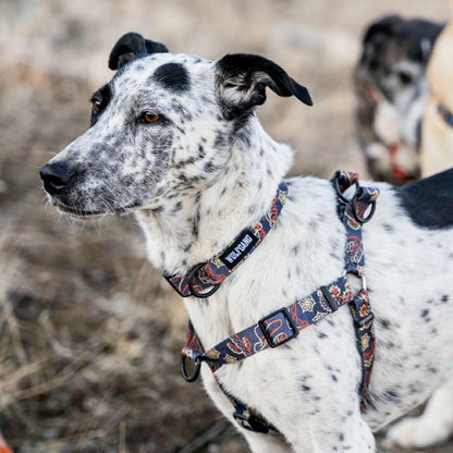 WOLF GANG SandFlats Collar 寵物項圈