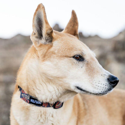 WOLF GANG SandFlats Collar 寵物項圈