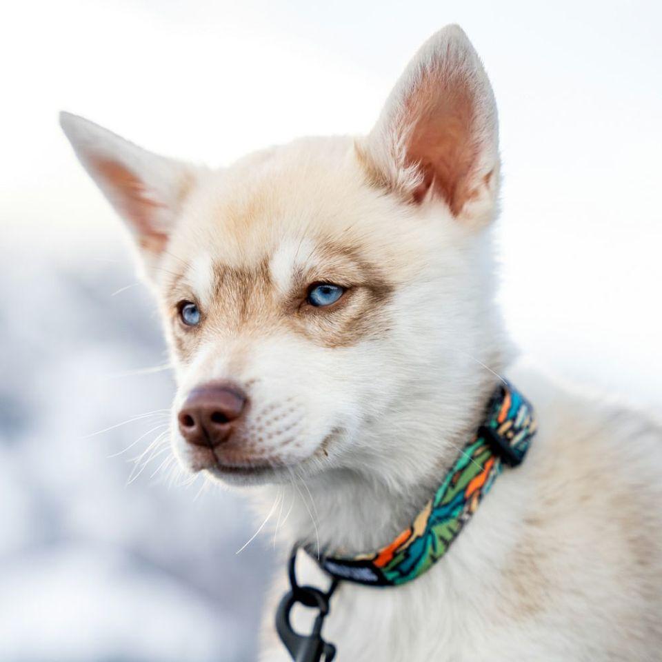 WOLF GANG / WildWolf Collar 寵物項圈