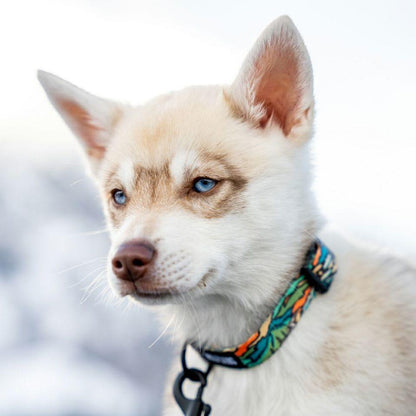 WOLF GANG / WildWolf Collar 寵物項圈