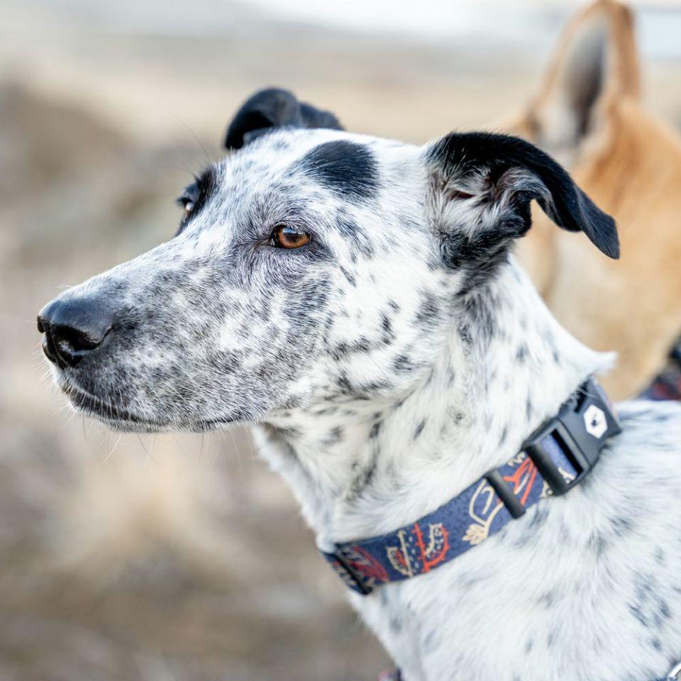 WOLF GANG SandFlats Collar 寵物項圈
