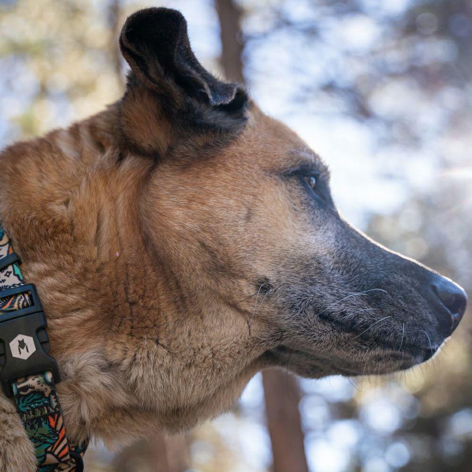 WOLF GANG / WildWolf Collar 寵物項圈