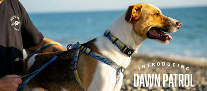 WOLF GANG DawnPatrol Collar 寵物項圈