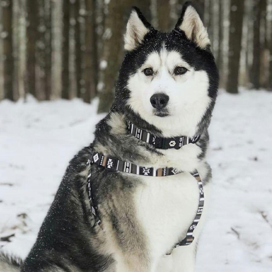 WOLF GANG NewMoon Harness 揹帶