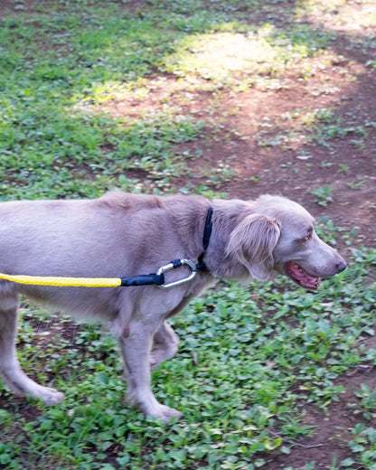Gris WINCH LEASH 牽引繩