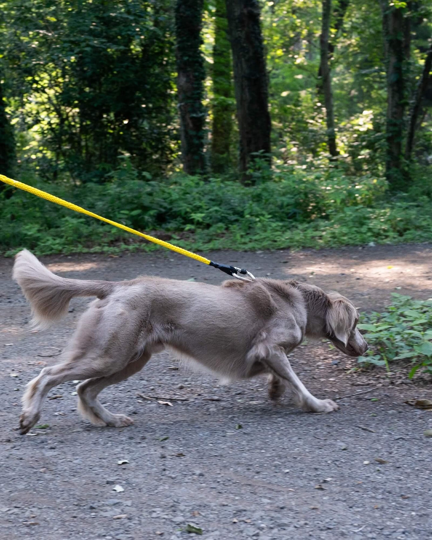 Gris WINCH LEASH 牽引繩