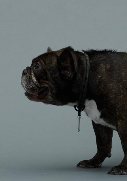 Gris / THE COLLAR