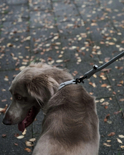 Gris THE LEASH 牽引繩