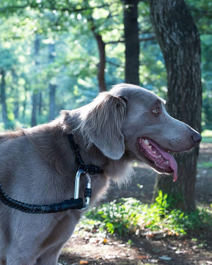 Gris WINCH LEASH 牽引繩