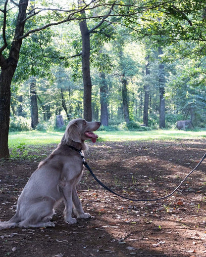 Gris WINCH LEASH 牽引繩