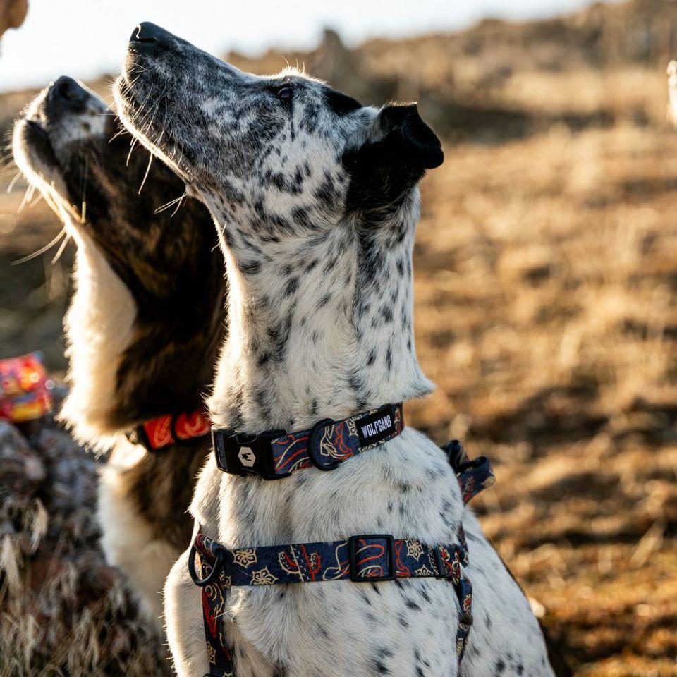 WOLF GANG SandFlats Collar 寵物項圈