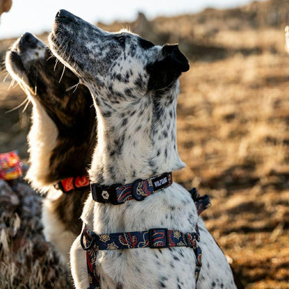 WOLF GANG SandFlats Collar 寵物項圈