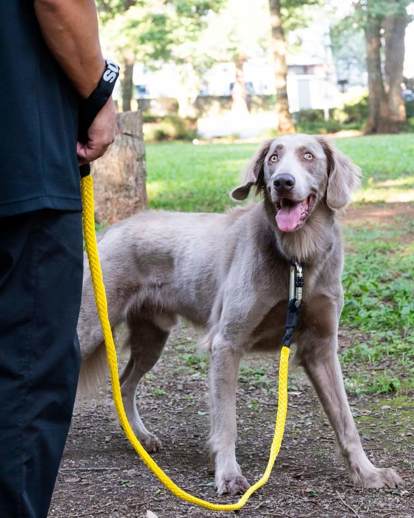 Gris WINCH LEASH 牽引繩