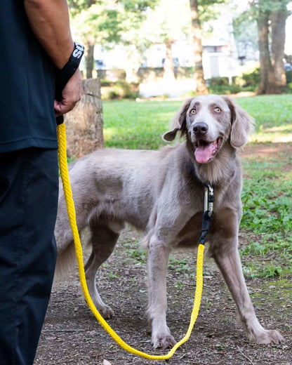 Gris WINCH LEASH 牽引繩