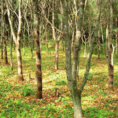【豆皿】芸艸堂木版画 動物シリーズ | 漆器 | isuke