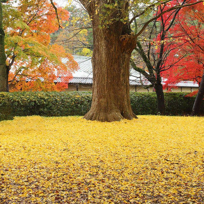 【本革キーケース】SMART MOVE! -type1 | アナログキーポケットタイプ- Amber Yellow (琥珀の街角) | 革加工 | RAKUKEI