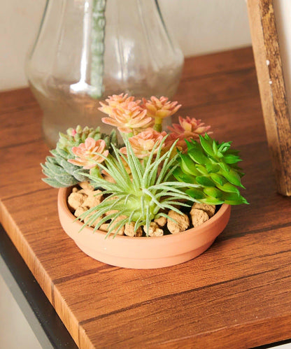 仿真多肉植物插枝
