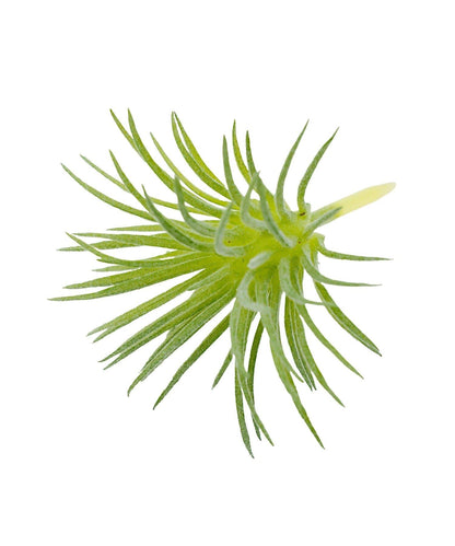 仿真多肉裝飾插枝