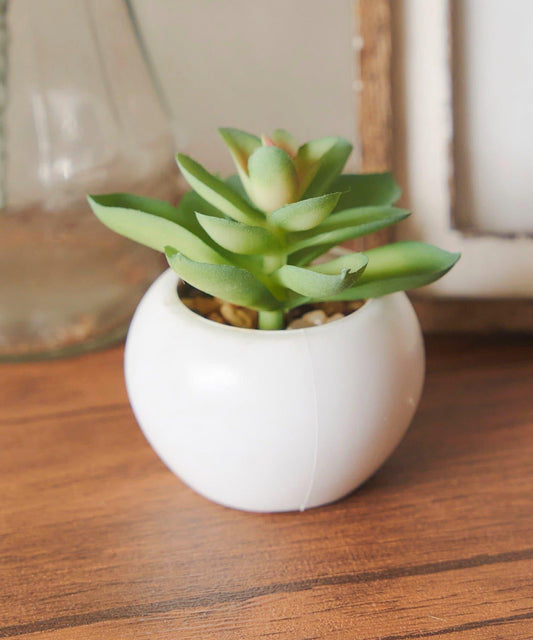 多肉植物迷你花盆