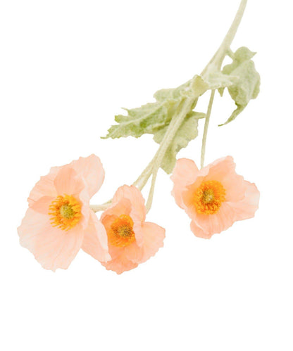 仿真罌粟花 裝飾花