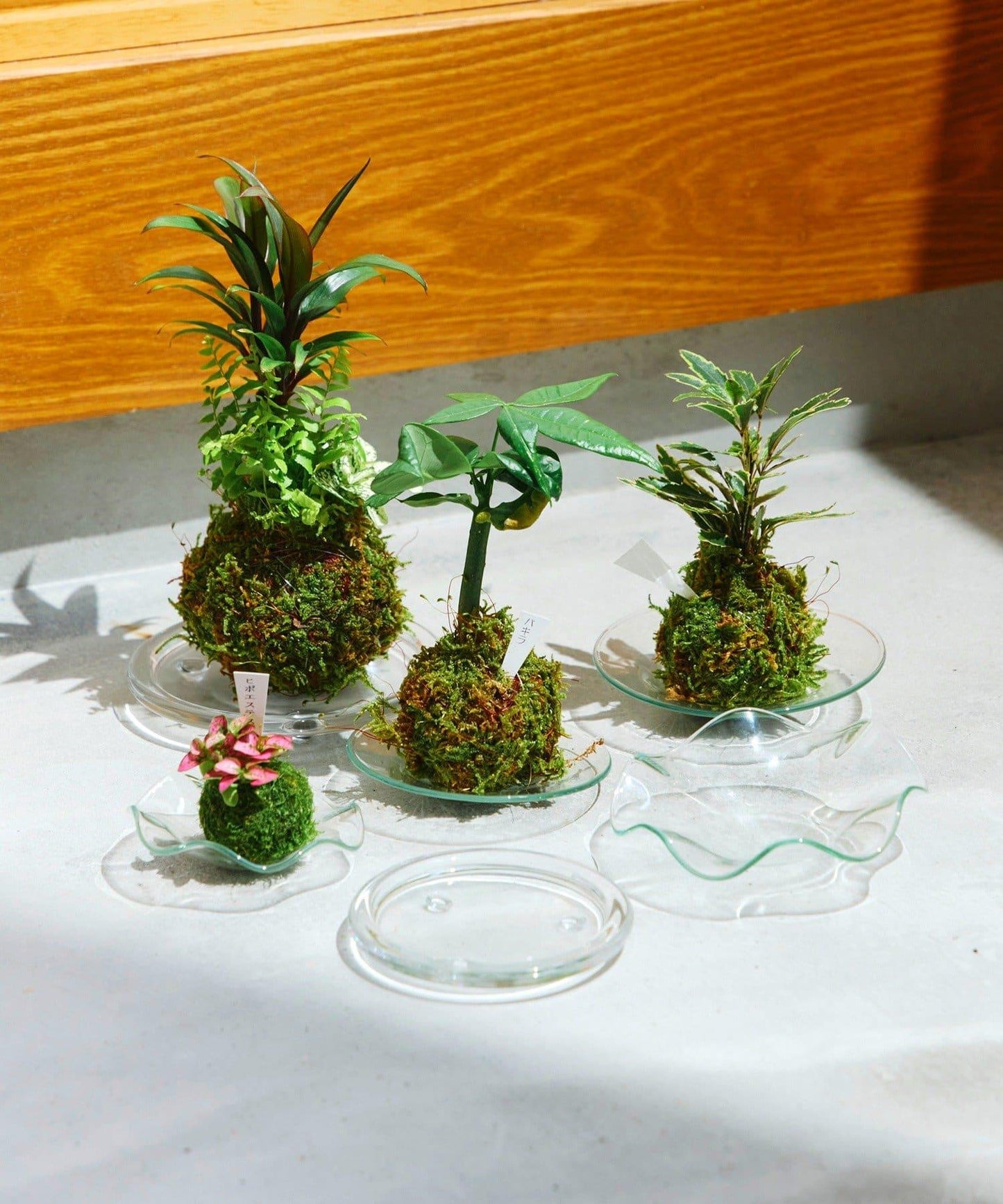 10cm 玻璃盤