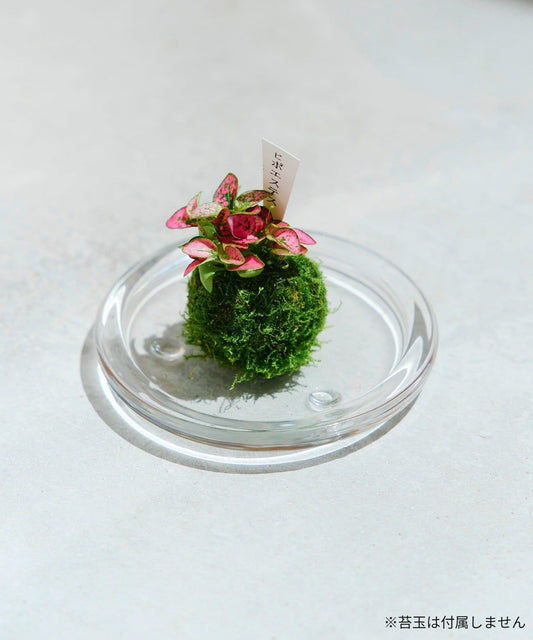 玻璃有邊小盤 10cm