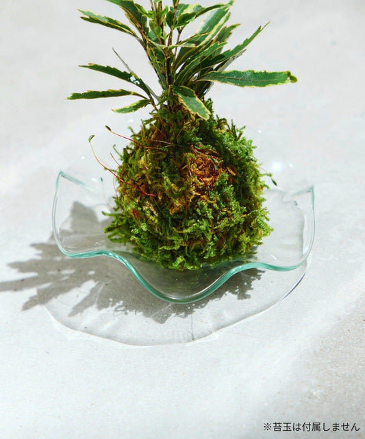 波紋玻璃小盤 11.5cm