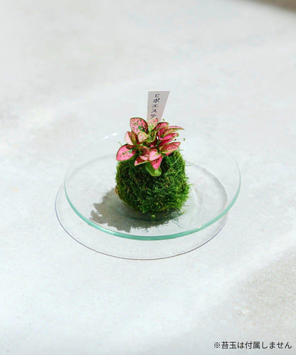 10cm 玻璃盤