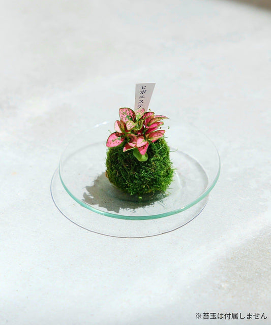 10cm 玻璃盤