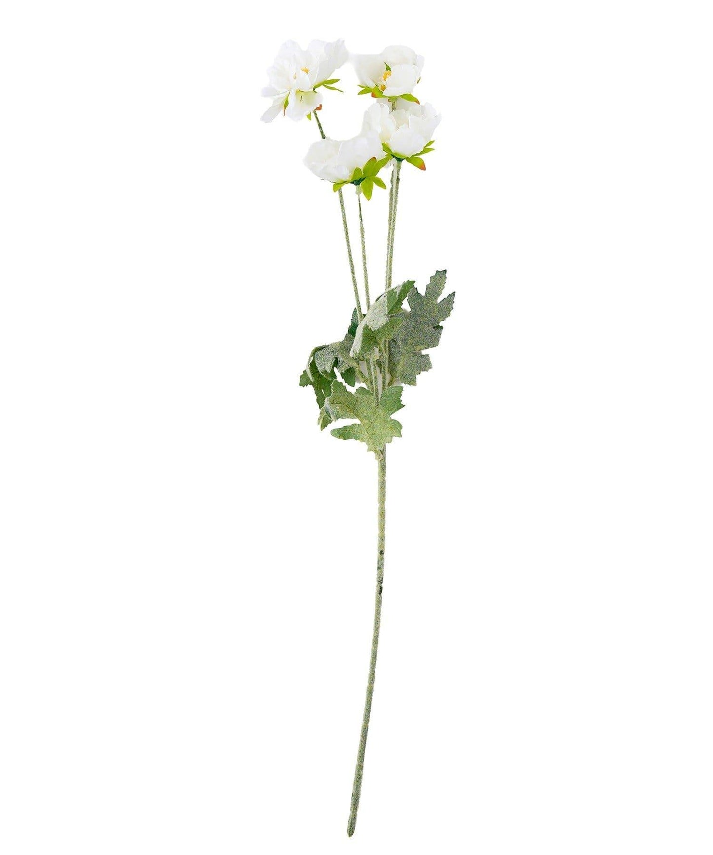 藝術花卉罌粟花卉生活