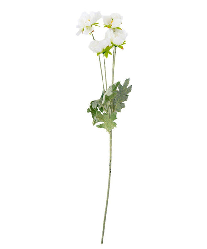 藝術花卉罌粟花卉生活