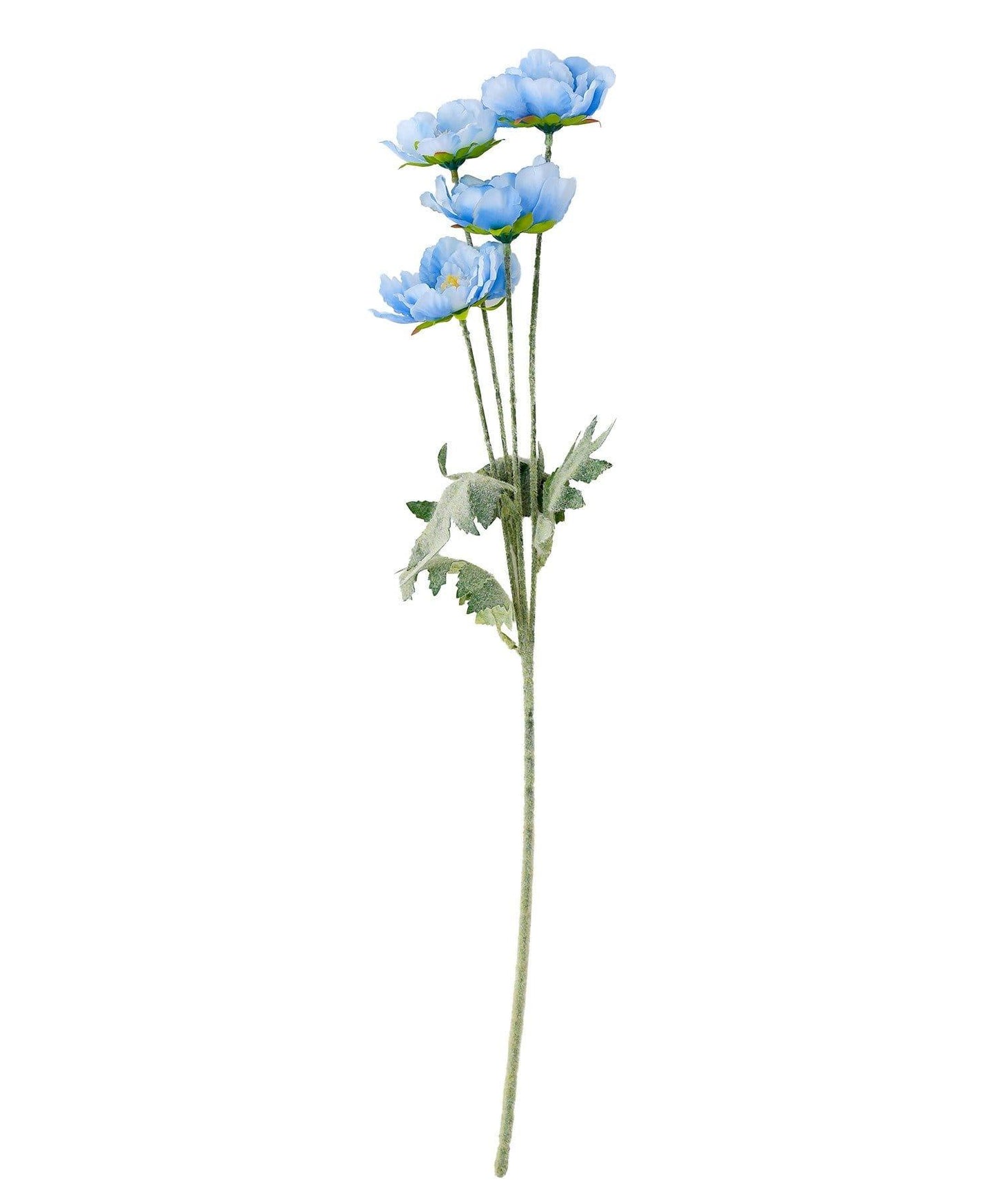 藝術花卉罌粟花卉生活